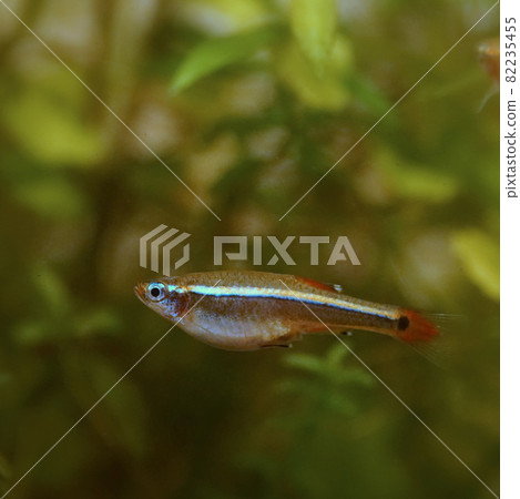 熱帶魚白雲山鰷魚 82235455