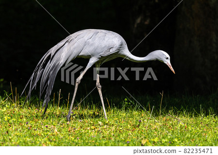 The Blue Crane, Grus paradisea, is an endangered bird 82235471