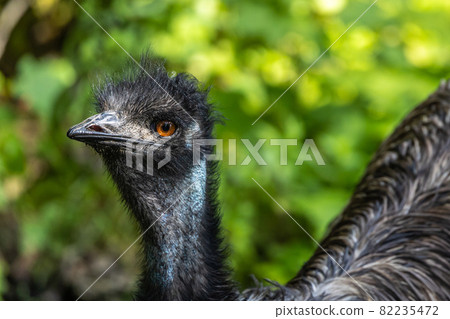 Emu, Dromaius novaehollandiae standing in grass in its habitat 82235472