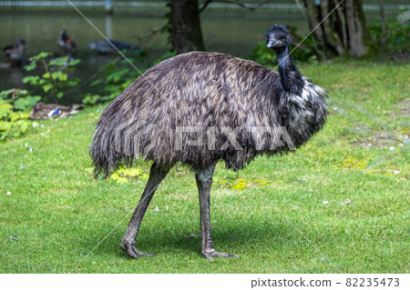 Emu, Dromaius novaehollandiae standing in grass in its habitat 82235473