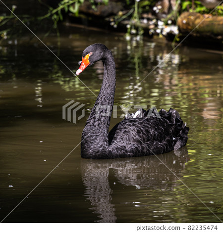 Black Swan, Cygnus atratus in a german nature park 82235474
