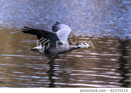The bar-headed goose, Anser indicus flying over a lake in English Garden in Munich 82235510