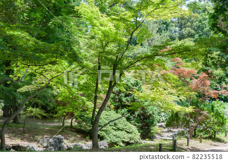 Forest in the park Forest in the park 82235518