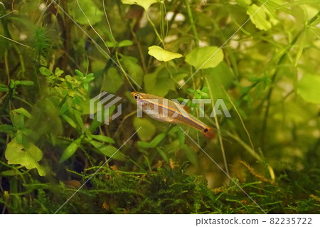 熱帶魚白雲山鰷魚 82235722