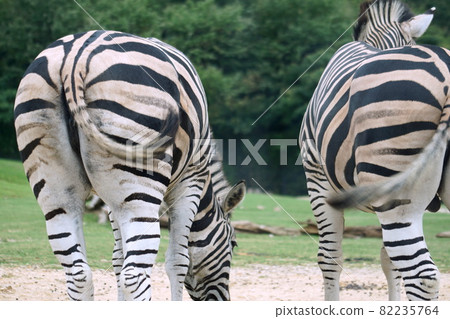 斑馬 斑馬 82235764