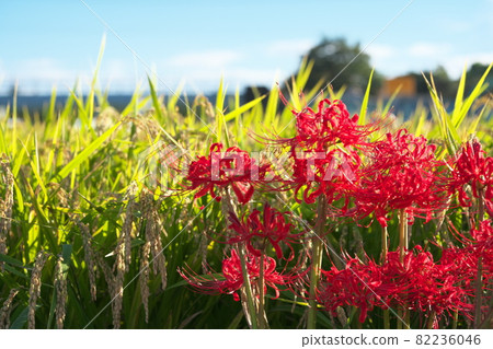 Cluster amaryllis that shines in the clear sky 82236046