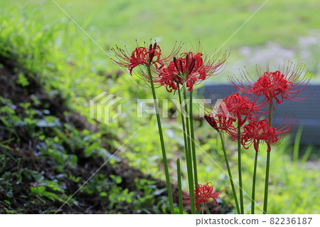 彥根花的明日香村盛開 照片素材 圖片 圖庫