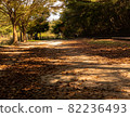 This is a picture of an autumn landscape. 82236493