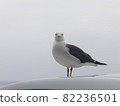 This is a picture of a seagull 82236501