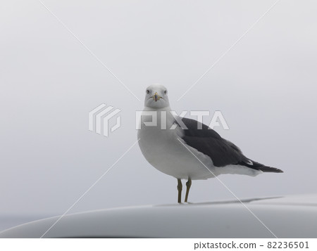 This is a picture of a seagull 82236501