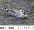 photo of a duck swimming in the water 82236504