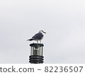 This is a picture of a seagull 82236507