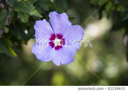 Beautifully blooming Mugunghwa flower 82236633