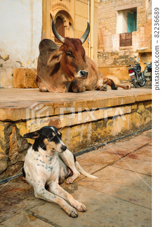 Indian cow resting in the street 82236689