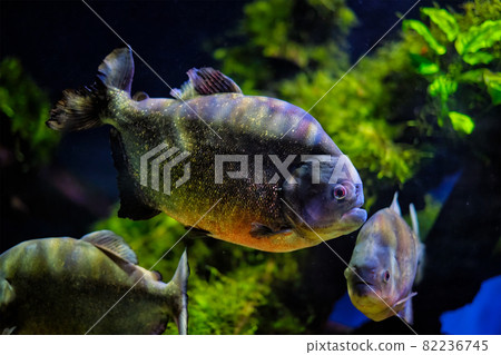 Red-bellied piranha red piranha 82236745