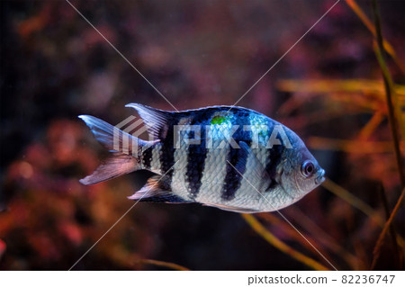 Indo-Pacific sergeant Abudefduf vaigiensis fish 82236747