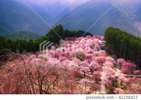 Impressed by the weeping cherry blossoms that bloom like the flow of a river in an unexplored region 82236823