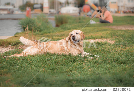 adorable fawn Labrador lies by the pond adorable fawn Labrador lies by the pond 82238071