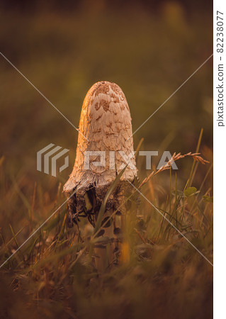 beautiful mushroom grebe at sunset in the grass 82238077