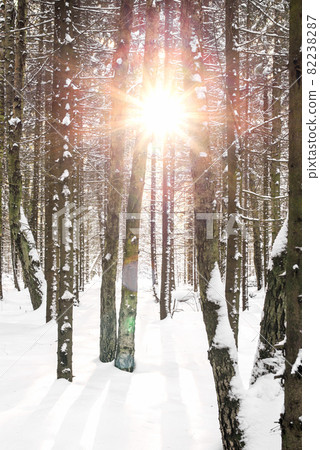 Sunlight breaks through the tree trunks in the winter forest Sunlight breaks through the tree trunks in the winter forest 82238287
