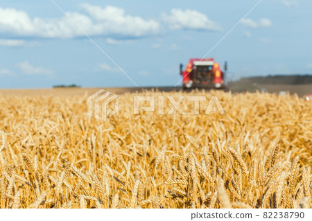 close-up ears of wheat at field and harvesting machine on background close-up ears of wheat at field and harvesting machine on background 82238790