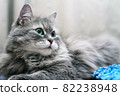Close-up of Adorable Fluffy Silver Siberian Cat 82238948