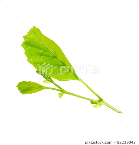 Young Branch Isolated, Spring Tree Twig on White Background 82239042