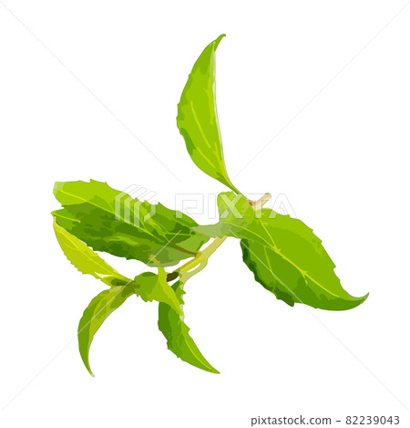 Young Branch Isolated, Spring Tree Twig on White Background Young Branch Isolated, Spring Tree Twig on White Background 82239043