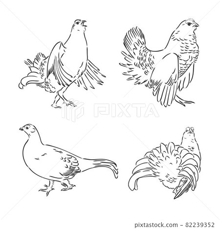 vector, sketch, hand drawn illustration of grouse bird 82239352