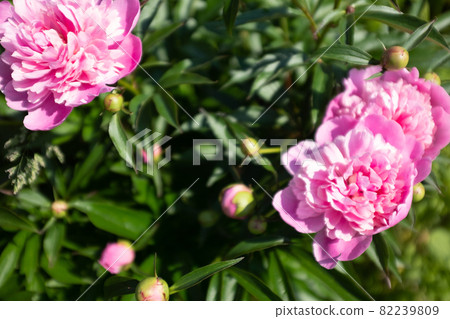 Selective focus: pink fresh peonies in the summer garden at the sunny day. Bright congratulations on the holiday. Natural floral background. Peonies growing on bush shot at close range. Background Selective focus: pink fresh peonies in the summer garden at the sunny day. Bright congratulations on the holiday. Natural floral background. Peonies growing on bush shot at close range. Background 82239809