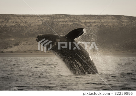 Whale Patagonia Argentina Whale Patagonia Argentina 82239896