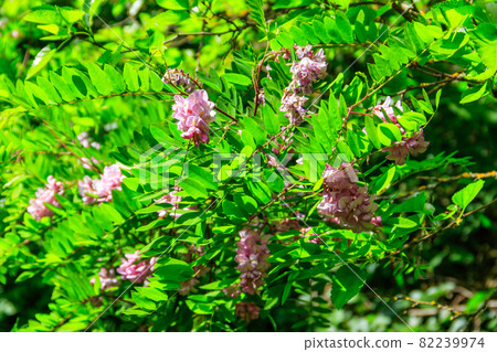 Pink blooming Robinia hispida, known as the bristly locust, rose-acacia, or moss locust Pink blooming Robinia hispida, known as the bristly locust, rose-acacia, or moss locust 82239974