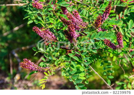 Amorpha fruticosa - purple flowering plant, known by several names - desert false indigo, false indigo-bush and bastard indigobush Amorpha fruticosa - purple flowering plant, known by several names - desert false indigo, false indigo-bush and bastard indigobush 82239976