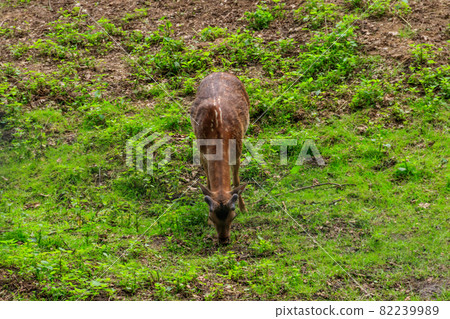 Young deer grazing on a green meadow Young deer grazing on a green meadow 82239989