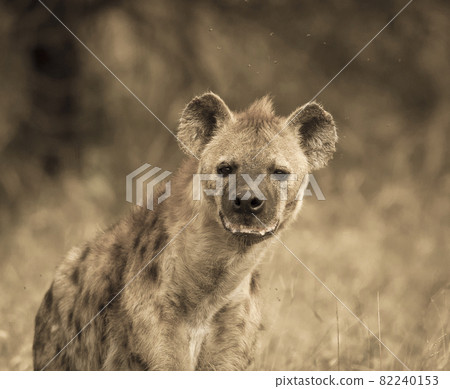 Hyena South Africa 82240153