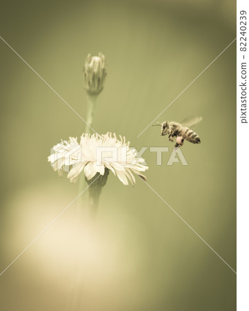 Bee on wild flowers 82240239