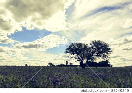 Pampas Landscape 82240249