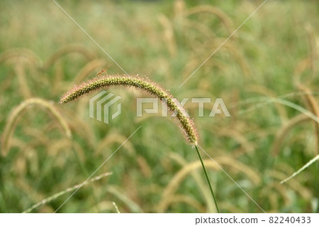 Kin Enokorogasa Kin Enokorogasa 82240433