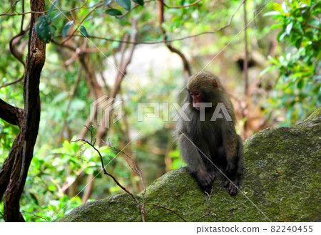 世界遺產屋久島森林的岩石地帶，有一隻看起來像窪地的可愛野生日本獼猴（日本獼猴）。 82240455