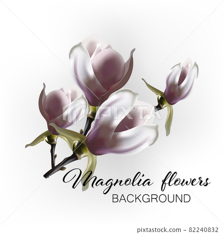 Branch of blooming magnolia flowers vector on an abstract background Branch of blooming magnolia flowers vector on an abstract background 82240832