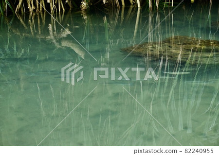 Miyakojima, Okinawa Prefecture Adan leaves and small fish school reflected on the surface of the water ② Miyakojima, Okinawa Prefecture Adan leaves and small fish school reflected on the surface of the water ② 82240955