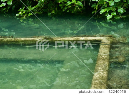 Miyakojima, Okinawa Prefecture A school of small fish swimming in a spring pool ② Miyakojima, Okinawa Prefecture A school of small fish swimming in a spring pool ② 82240956