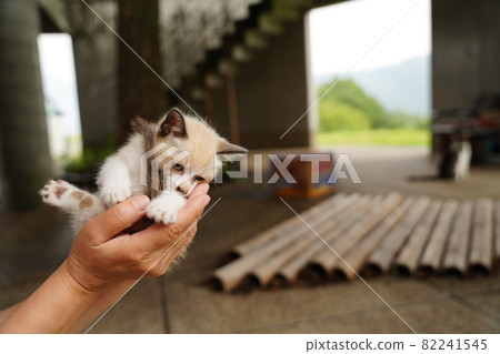 Beautiful blue-eyed stray cat kitten playing with her mother Beautiful blue-eyed stray cat kitten playing with her mother 82241545