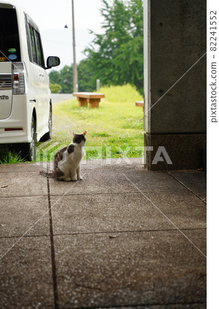 Beautiful blue-eyed stray cat kitten playing with her mother 82241552