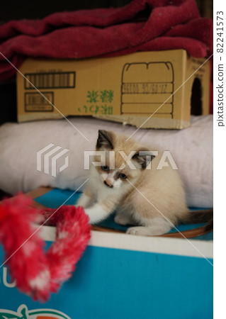 Beautiful blue-eyed stray cat kitten playing with her mother Beautiful blue-eyed stray cat kitten playing with her mother 82241573