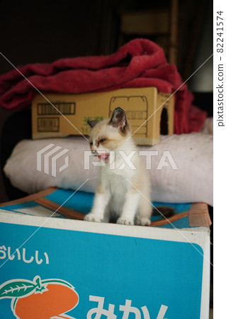 Beautiful blue-eyed stray cat kitten playing with her mother Beautiful blue-eyed stray cat kitten playing with her mother 82241574