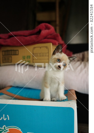 Beautiful blue-eyed stray cat kitten playing with her mother Beautiful blue-eyed stray cat kitten playing with her mother 82241584