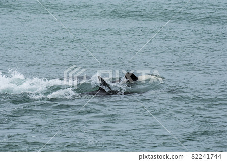 Orca Patagonia , Argentina 82241744