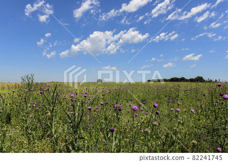 Flowery summer landscape Flowery summer landscape 82241745