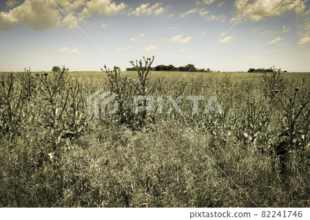 Flowery summer landscape Flowery summer landscape 82241746